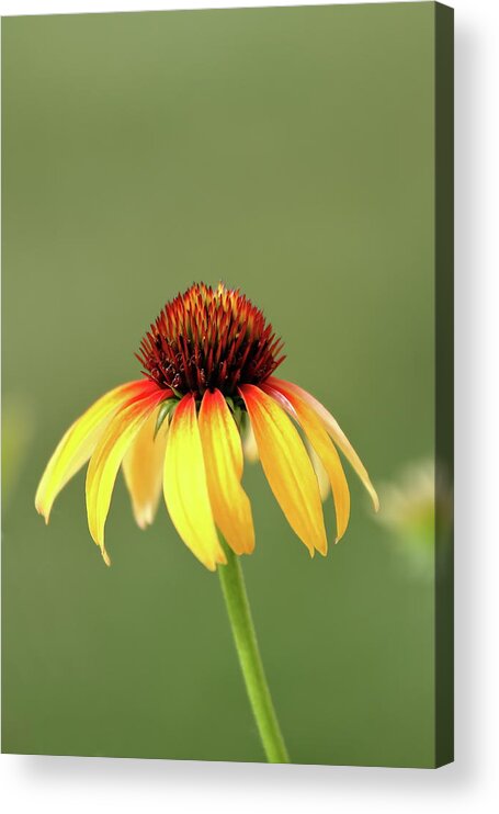 Coneflower Acrylic Print featuring the photograph Fiesta Coneflower by Lens Art Photography By Larry Trager