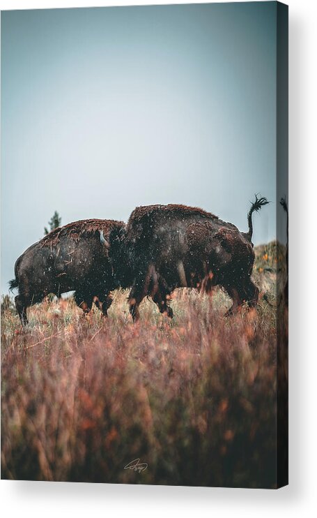  Acrylic Print featuring the photograph Fighting Bison by William Boggs