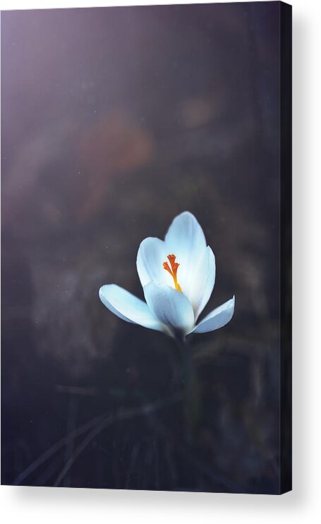 Landscape Acrylic Print featuring the photograph First Signs of Spring by Scott Norris