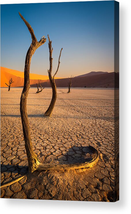 Camel Thorn Trees Acrylic Print featuring the photograph Five Graces by Peter Boehringer