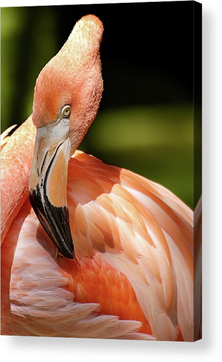 Pink Flamingo Acrylic Print featuring the photograph Flamingo Siesta by Jill Love