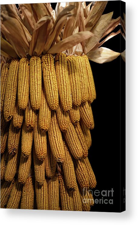 Corn Acrylic Print featuring the photograph Flint Corn by Lois Bryan