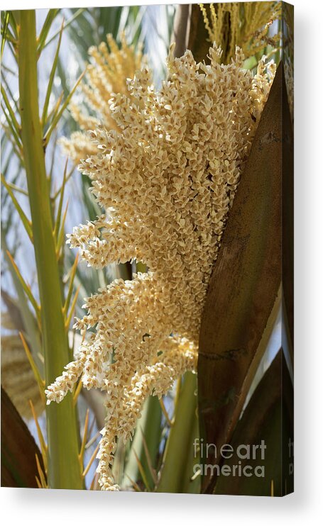 Date Palm Acrylic Print featuring the photograph Flowering date palm and sunlight by Adriana Mueller