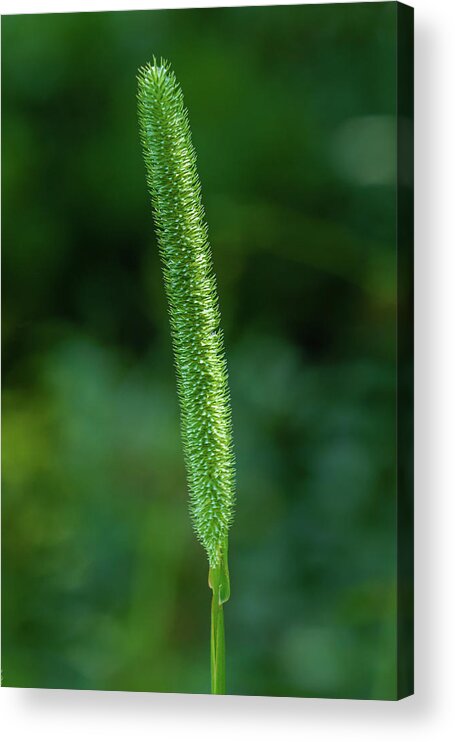 Beautiful Acrylic Print featuring the photograph Flowering head of a grass by SAURAVphoto Online Store
