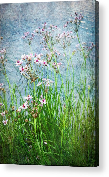 Flowers Acrylic Print featuring the photograph Flowering Rush by Mary Lee Dereske