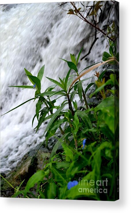 Waterfall Photography Acrylic Print featuring the photograph Flowers by the Waterfall by Expressions By Stephanie