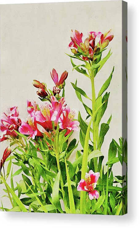 Alstroemeria Acrylic Print featuring the digital art Flowers of SoCal - Candy Alstroemeria Flower Portrait by Gaby Ethington