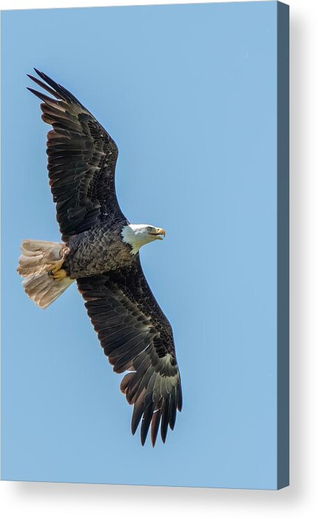 Bald Eagle Acrylic Print featuring the photograph Fly Like an Eagle by Linda Shannon Morgan