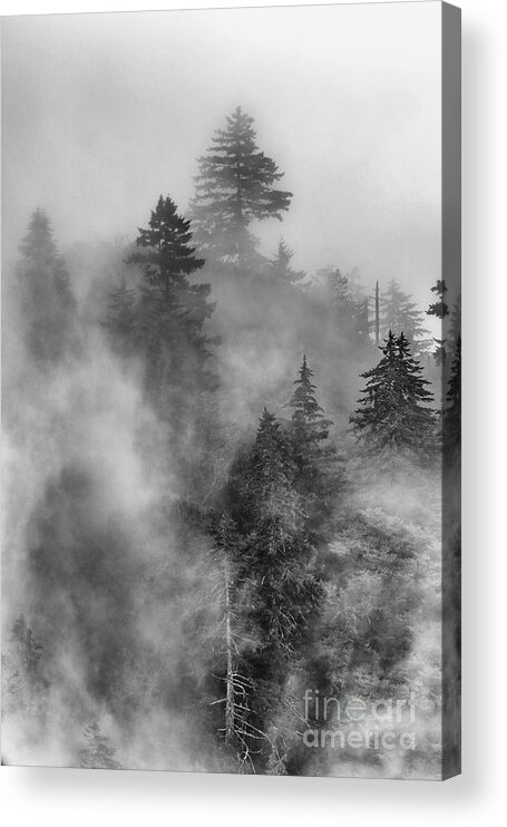 Woods Acrylic Print featuring the photograph Fog's Rolling by Nicki McManus