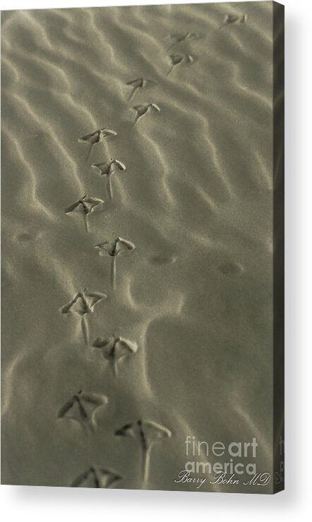 Bird Acrylic Print featuring the photograph Footprints by Barry Bohn