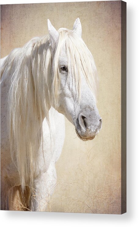 Wild Horses Acrylic Print featuring the photograph Forever Free by Mary Hone