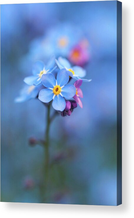 Forget-me-not Acrylic Print featuring the photograph Forget Me Not by Maria Meester