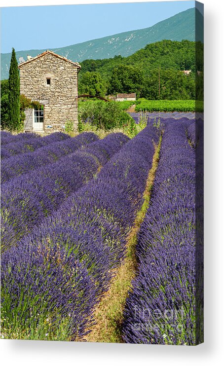 Saignon Acrylic Print featuring the photograph French Stone Farmhouse on a Lavender Farm One by Bob Phillips