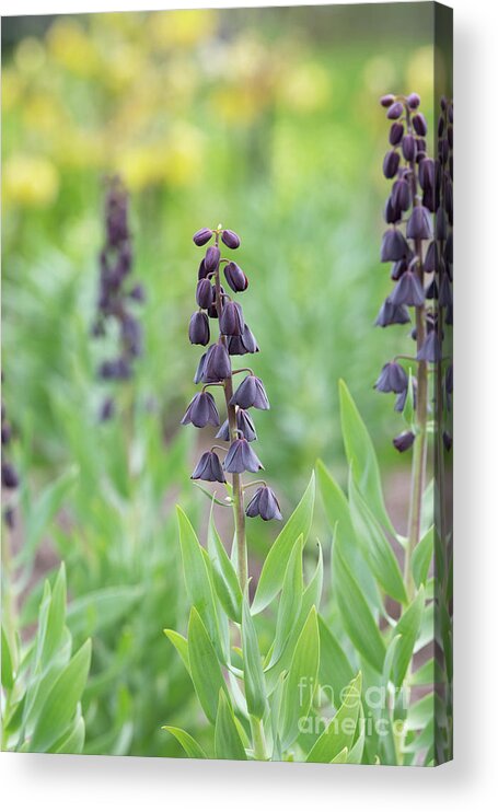 Fritillaria Persica Blues Brothers Acrylic Print featuring the photograph Fritillaria Persica Blues Brothers Flower by Tim Gainey