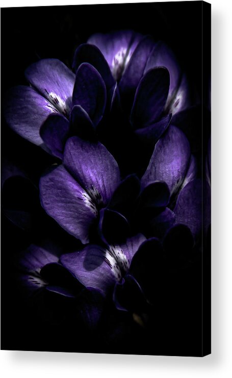 Purple Acrylic Print featuring the photograph From Behind the Shadows by Bonny Puckett