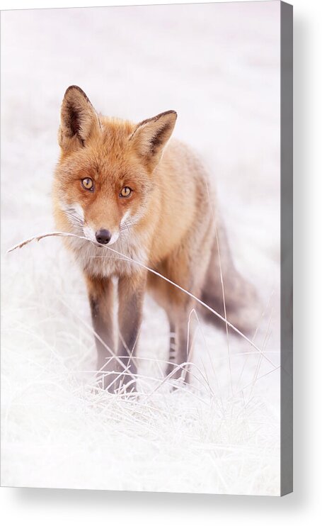 Fox Acrylic Print featuring the photograph Frosty Fox Series - Seriously? by Roeselien Raimond