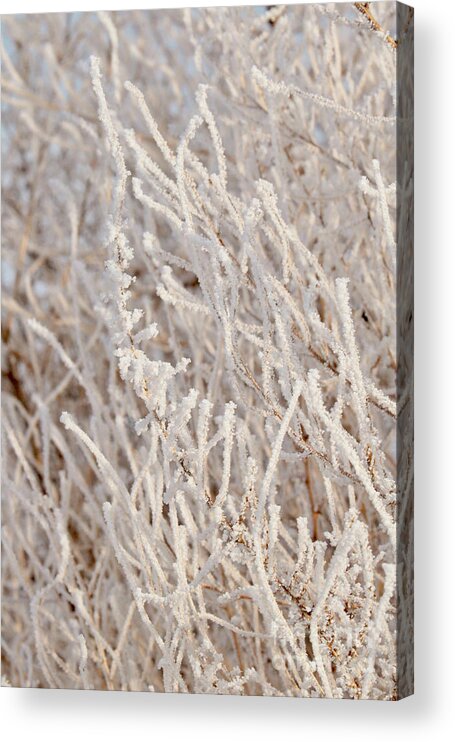Winter Acrylic Print featuring the photograph Full of Frost by Carol Groenen