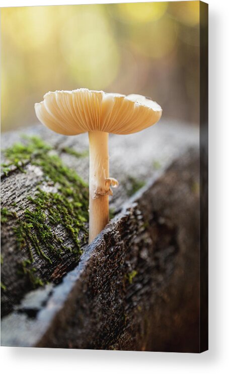 Fungus Acrylic Print featuring the photograph Fun Guy Log by Grant Twiss
