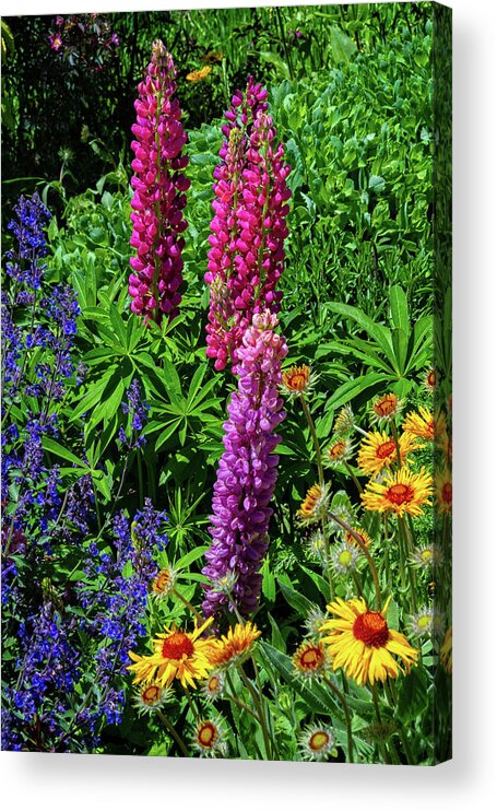 Crested Butte Acrylic Print featuring the photograph Garden Beauties in Mount Crested Butte by Lynn Bauer