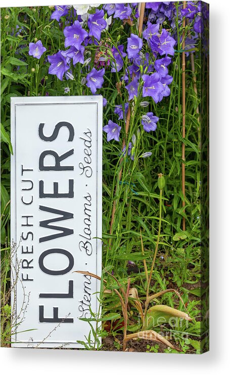 Flowers Acrylic Print featuring the photograph Garden flowers with fresh cut flower sign 0722 by Simon Bratt