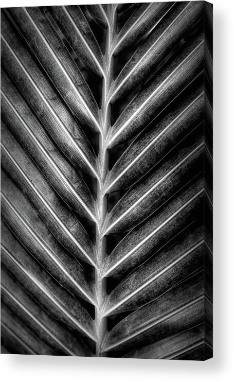 Palm Acrylic Print featuring the photograph Garden Palm Fronds Black and White by Debra and Dave Vanderlaan