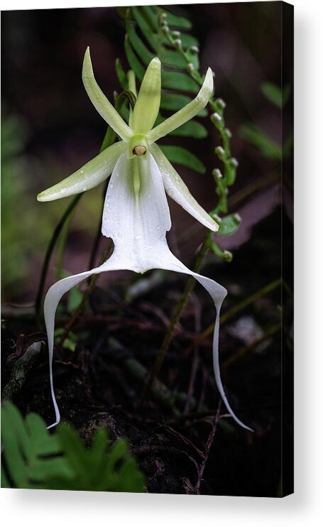 Big Cypress National Preserve Acrylic Print featuring the photograph Ghost Orchid Survivor by Rudy Wilms