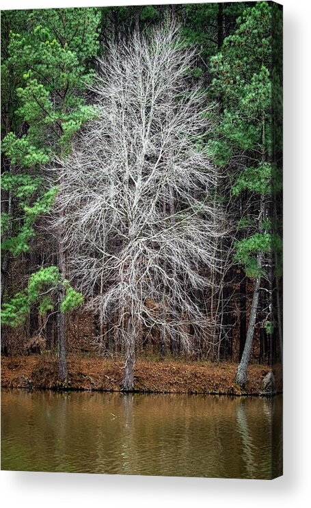 Tree Acrylic Print featuring the photograph Ghostly Tree by Rick Nelson