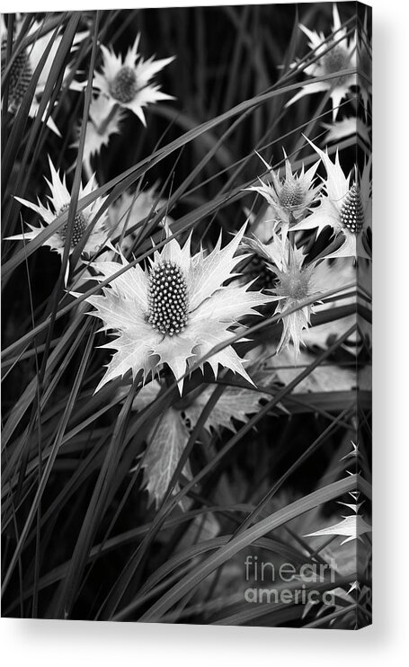 Sea Holly Acrylic Print featuring the photograph Giant Sea Holly Monochrome by Tim Gainey