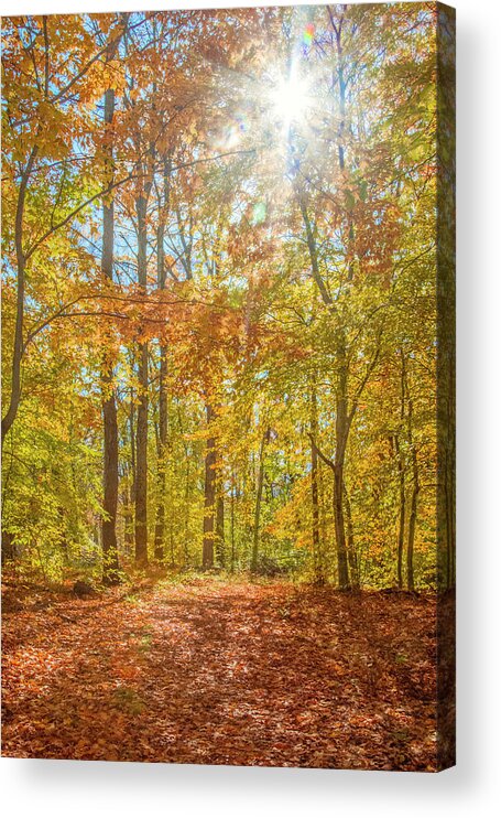 Fall Acrylic Print featuring the photograph Golden Autumn Forest by Brooke T Ryan