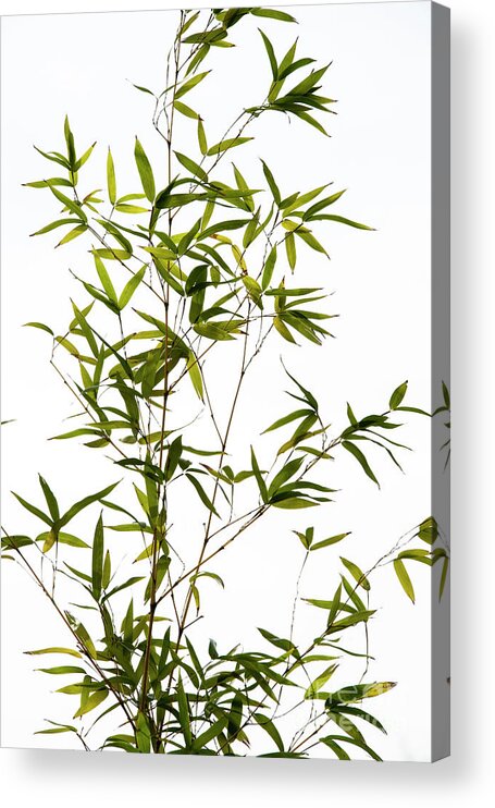 Bamboo Acrylic Print featuring the photograph Golden Bamboo by Tim Gainey