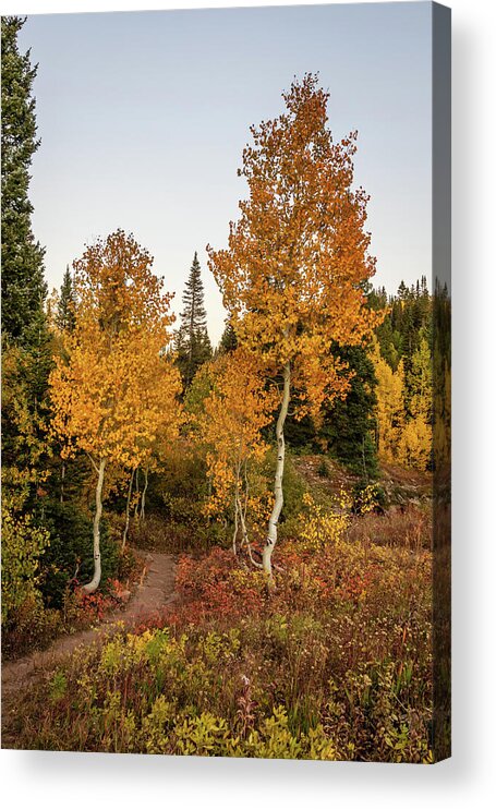 Colorado Acrylic Print featuring the photograph Golden Path by Jack Clutter