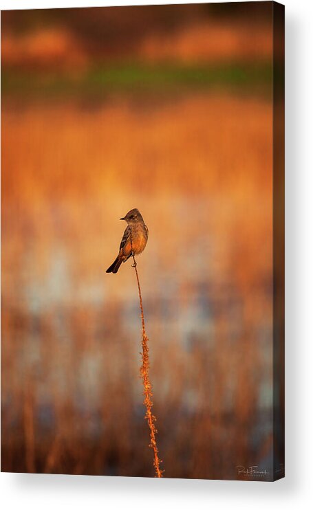 Arboretum Acrylic Print featuring the photograph Gorgeous Phoebe by Rick Furmanek