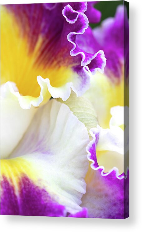 Flower Acrylic Print featuring the photograph Graceful by Patty Colabuono