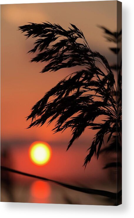 Flora Acrylic Print featuring the photograph Grass Silhouette by Liza Eckardt