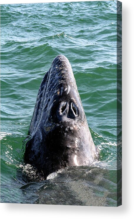 Whale Acrylic Print featuring the photograph Gray Whale 7A by Sally Fuller