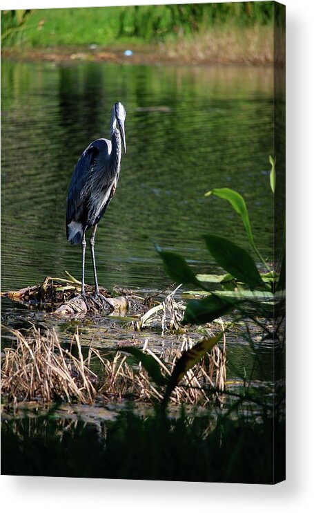 Great Blue Heron Leesburg Florida Central Florida Lake Harris Acrylic Print featuring the photograph Great Blue Heron at Venetian Gardens #3 by Philip And Robbie Bracco