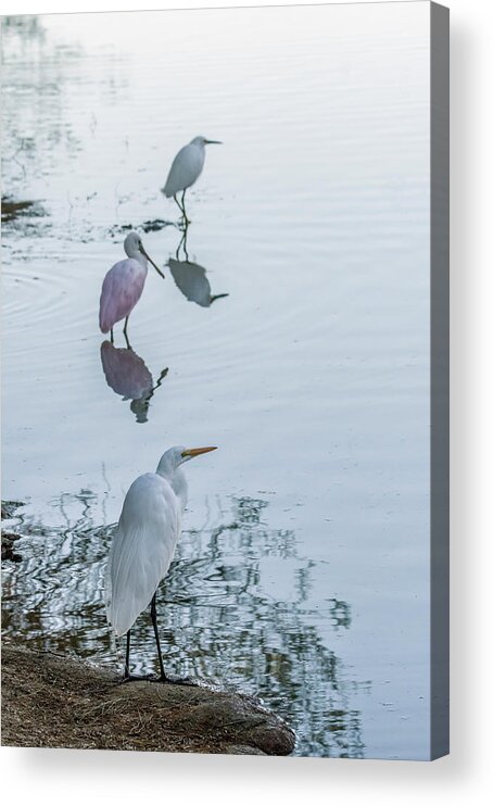 Great Egret Acrylic Print featuring the photograph Great Egret, Roseate Spoonbill, Snowy Egret 0542-020521 by Tam Ryan