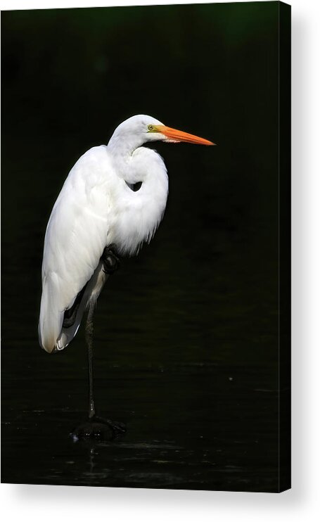 Great Egret Acrylic Print featuring the photograph Great Egret by Shixing Wen