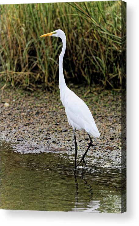 Great Egret Acrylic Print featuring the photograph Great Egret Walking in Water by Doolittle Photography and Art