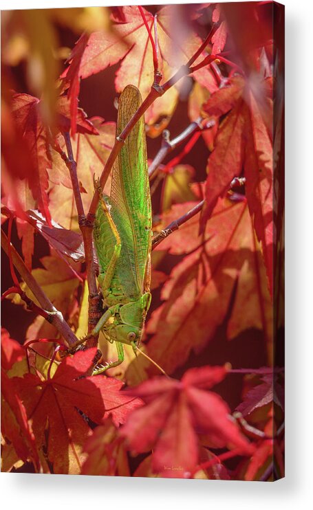 Great Green Bush-cricket Acrylic Print featuring the photograph Great green bush-cricket by Wim Lanclus