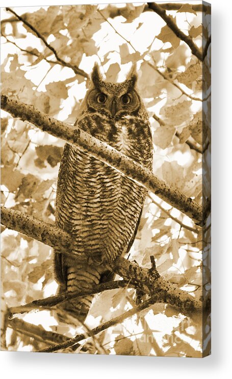 Owl Acrylic Print featuring the photograph Great Horned Owl in Tree - Sepia by Carol Groenen