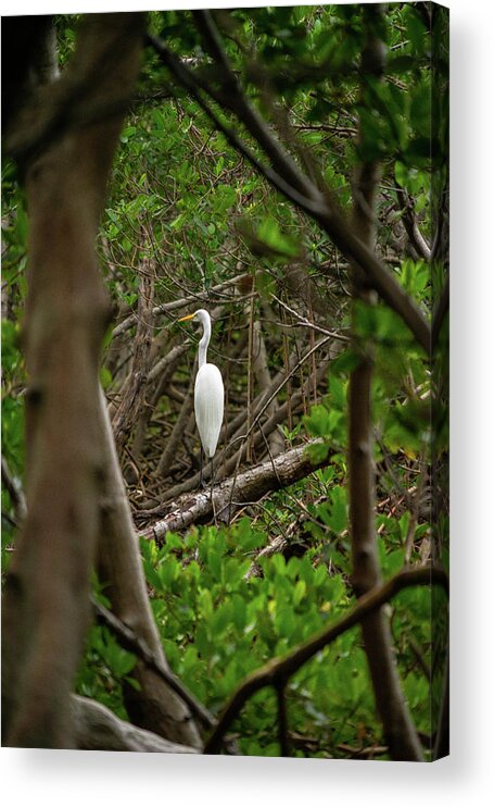Florida Acrylic Print featuring the photograph Great White Heron #1 by Marian Tagliarino