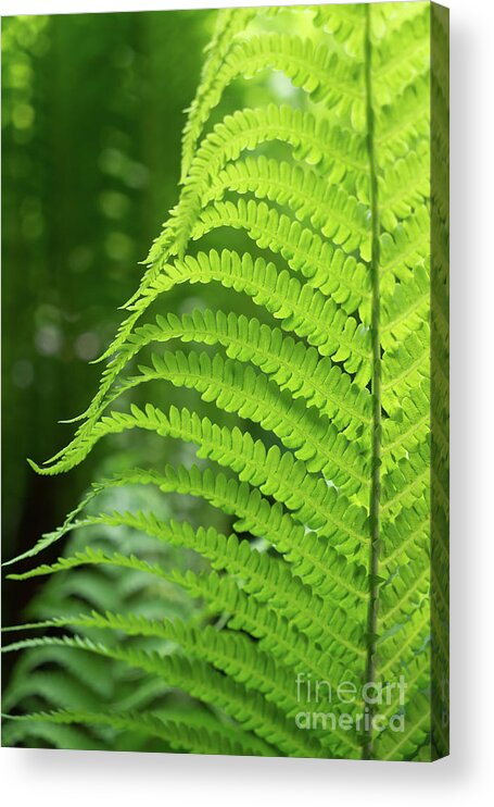Fern Acrylic Print featuring the photograph Green fern and summer dream in the forest by Adriana Mueller