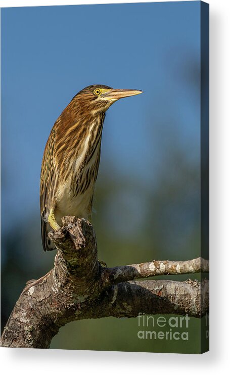 Butorides Virescens Acrylic Print featuring the photograph Green Heron Blue Sky by Nancy Gleason