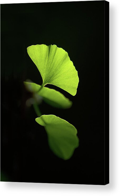 Leaves Acrylic Print featuring the photograph Green Sagacity by Philippe Sainte-Laudy