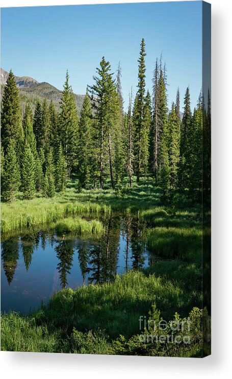 Green Acrylic Print featuring the photograph Greens of Summer by Ana V Ramirez