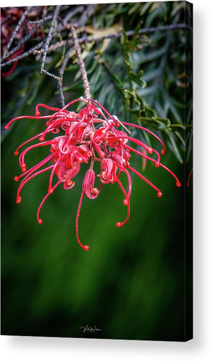 Grevilia Acrylic Print featuring the photograph Grevilia by Vicki Walsh