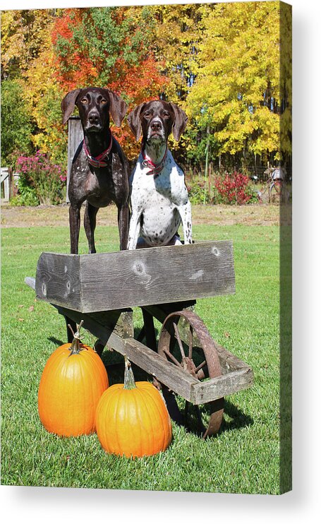 Gsp Acrylic Print featuring the photograph GSP Fall Portrait by Brook Burling