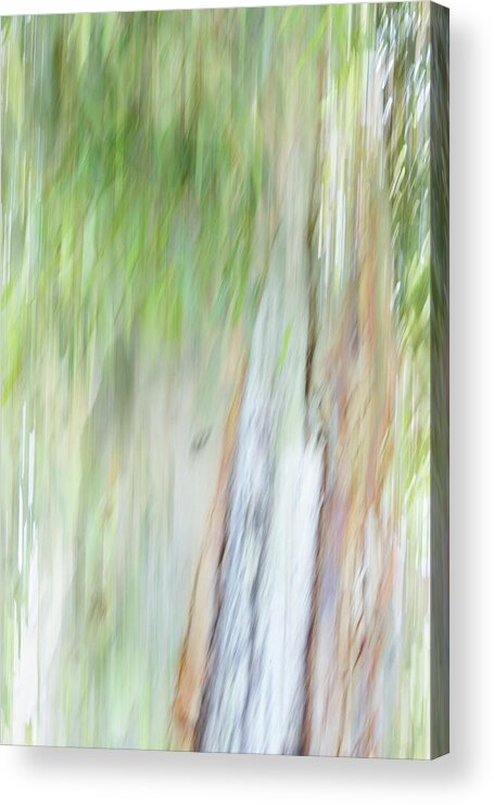 Impressionism Acrylic Print featuring the photograph Gum Tree by Cheryl Day