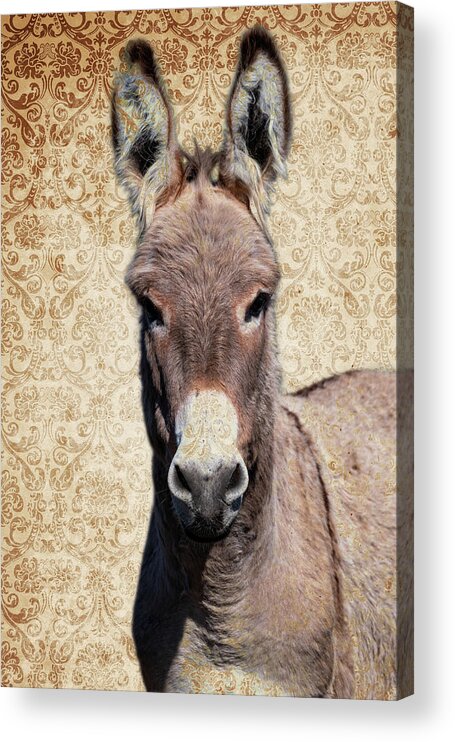 Wild Burros Acrylic Print featuring the photograph Handsome Jack by Mary Hone